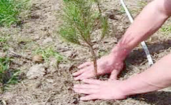 PARTIDO VERDE CELEBRA APUESTA POR MEJORAR DESEMPEÑO DE PROARBOL