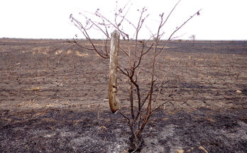 Ayuntamiento de Tamuin, inicia campaña para prevenir incendios forestales.