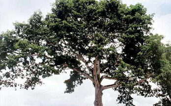 CONMEMORA EL PARTIDO VERDE, EL DÍA MUNDIAL DEL ÁRBOL