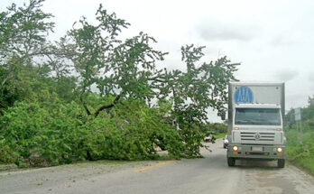 ENORME ARBOL BLOQUEO POR VARIOS MINUTOS CARRETERA VALLES-TAMPICO