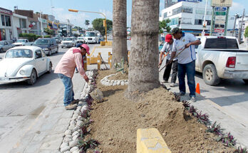 ECOLOGIA REFORESTA BOULEVARES Y PRINCIPALES AVENIDAS URBANAS