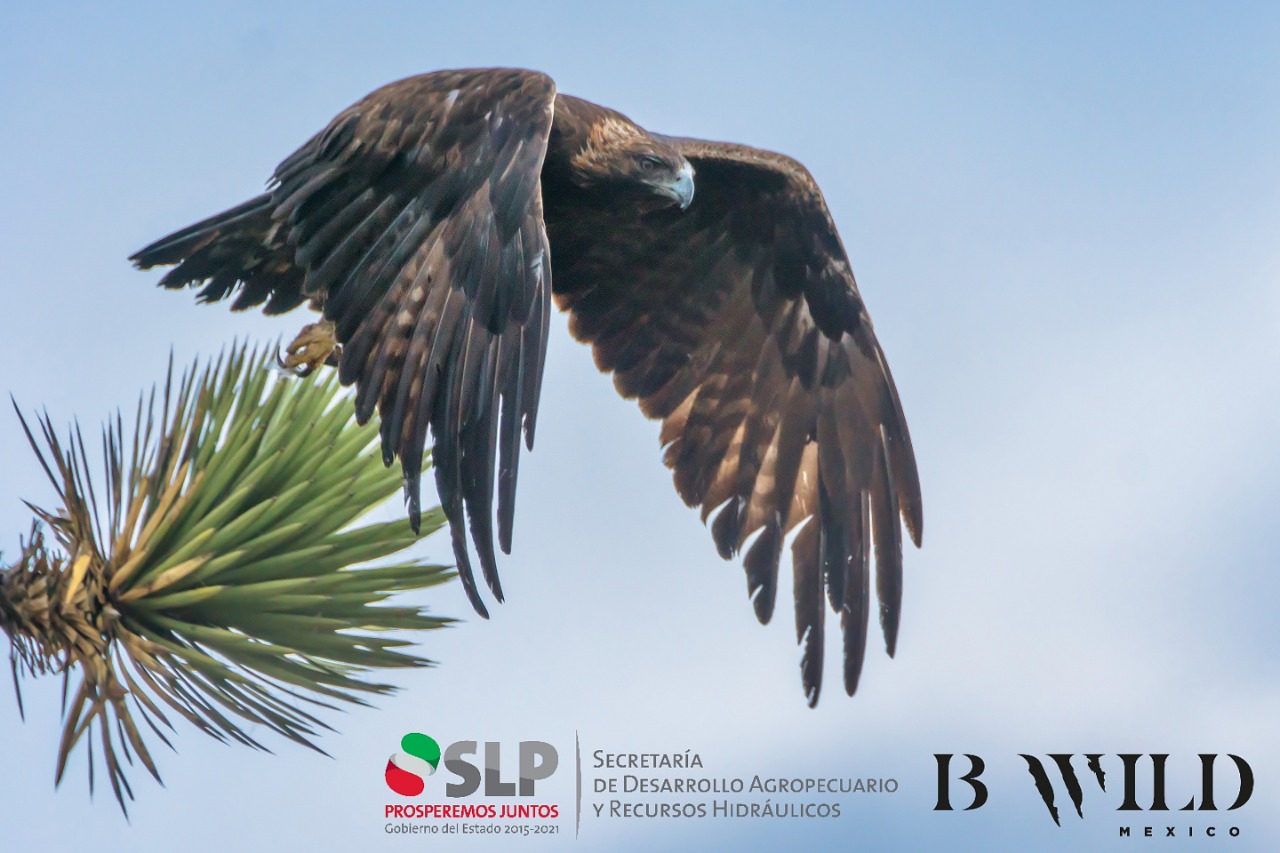 SLP suma esfuerzos para la conservación del águila real — Amanecer Huasteco